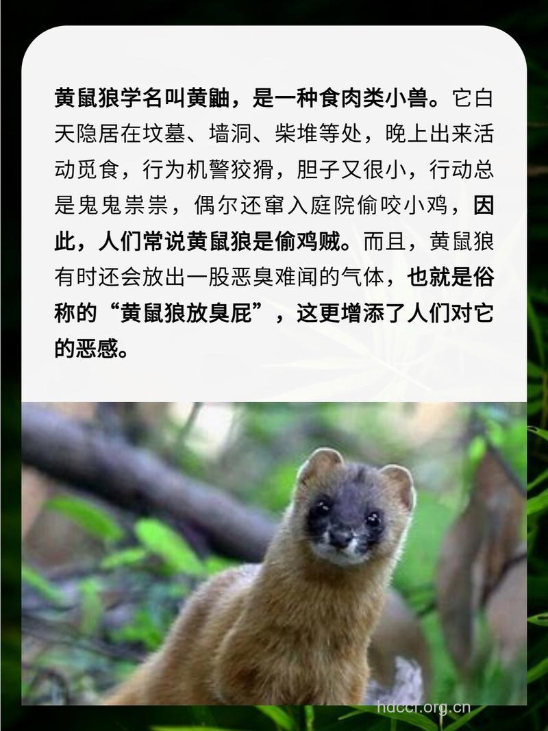 小黄鼠狼的功效与作用
