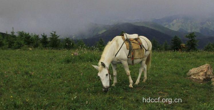 驹胞衣的功效与作用