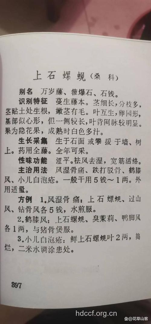 上石田螺的功效与作用