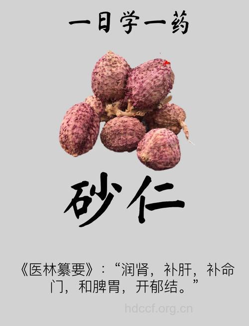 竹砂仁的功效与作用