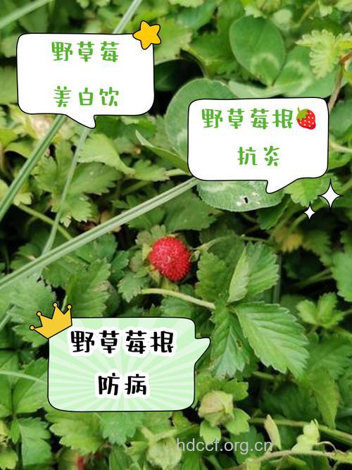 结根草莓的功效与作用