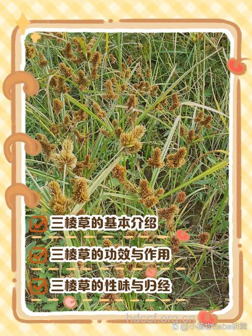 三棱草的功效与作用