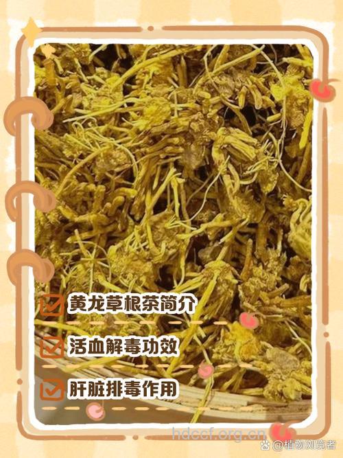 山茶根的功效与作用