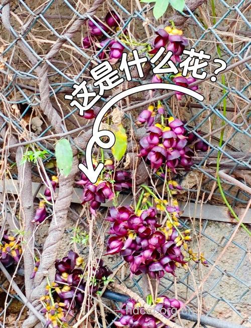 宁油麻藤的功效与作用