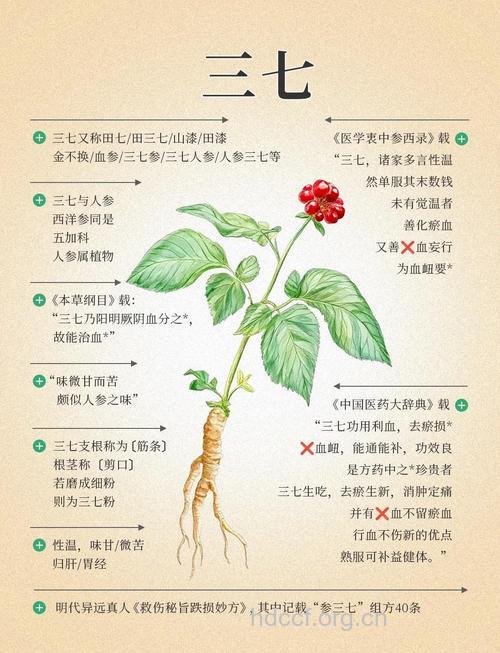 野三七的功效与作用