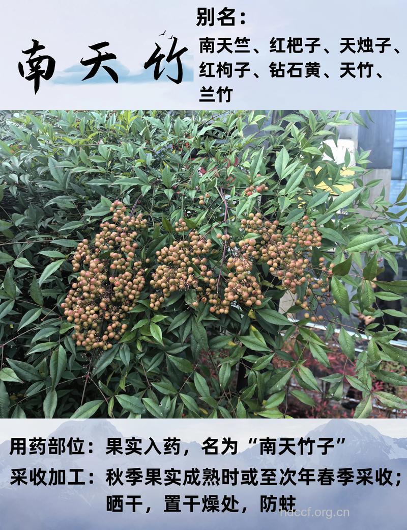 南天竹根的功效与作用
