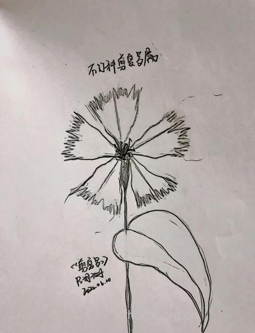 剪夏罗根的功效与作用