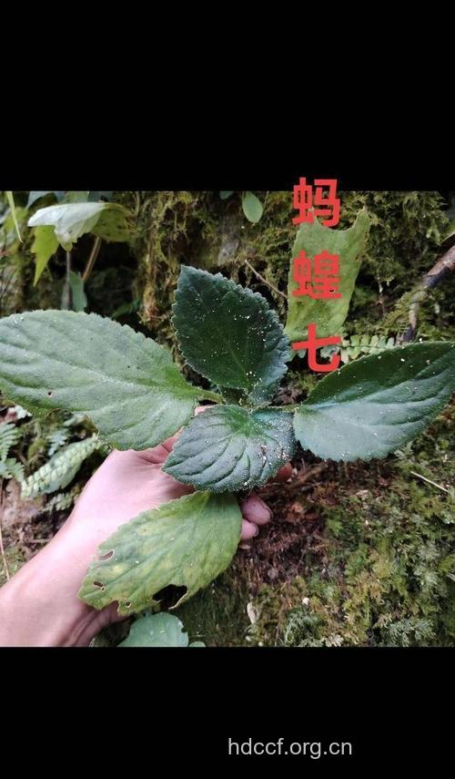 蚂蝗七的功效与作用