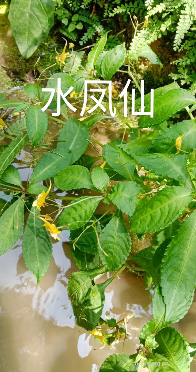 水凤仙的功效与作用