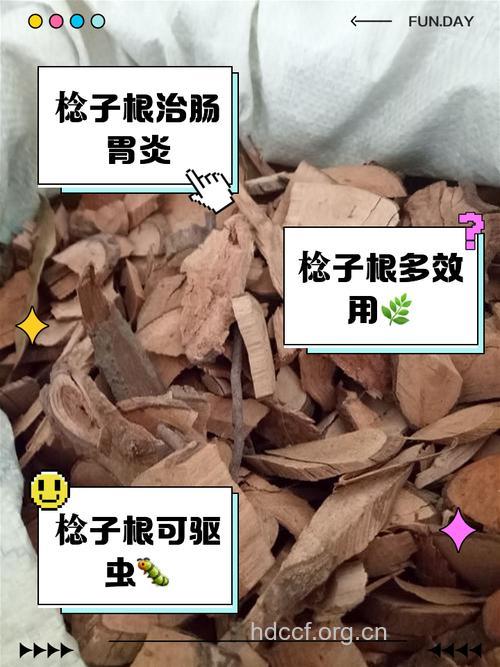 鸡嗉子根的功效与作用