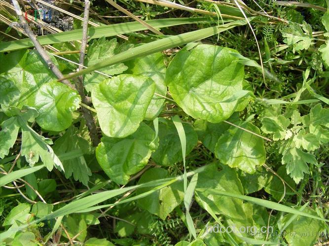 汝兰的功效与作用