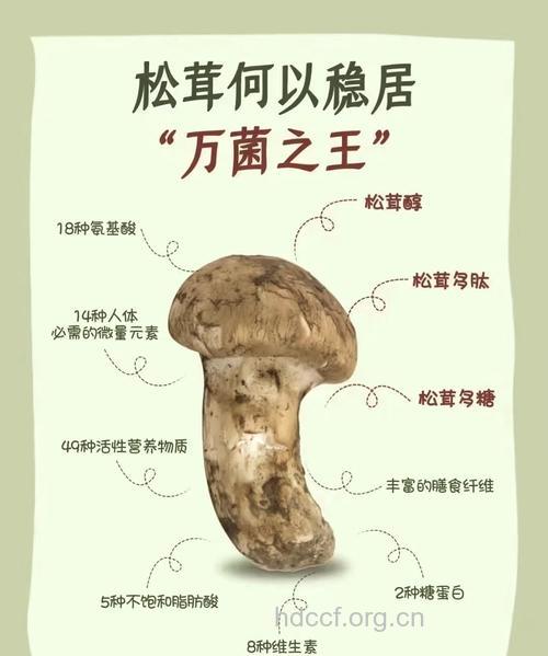松蕈的功效与作用