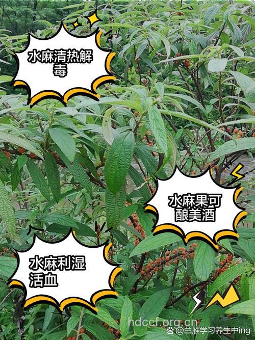 鳞片水麻的功效与作用