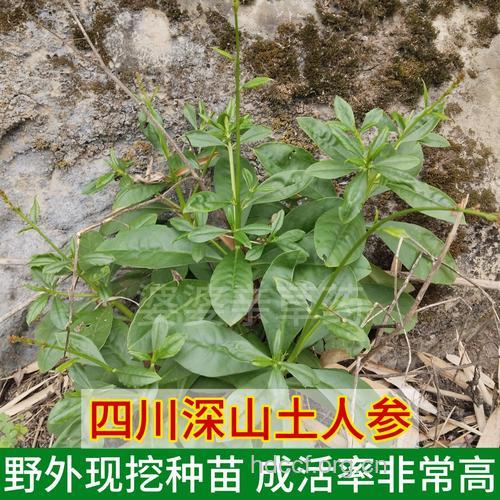 野洋参的功效与作用