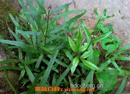 熊蕨根的功效与作用