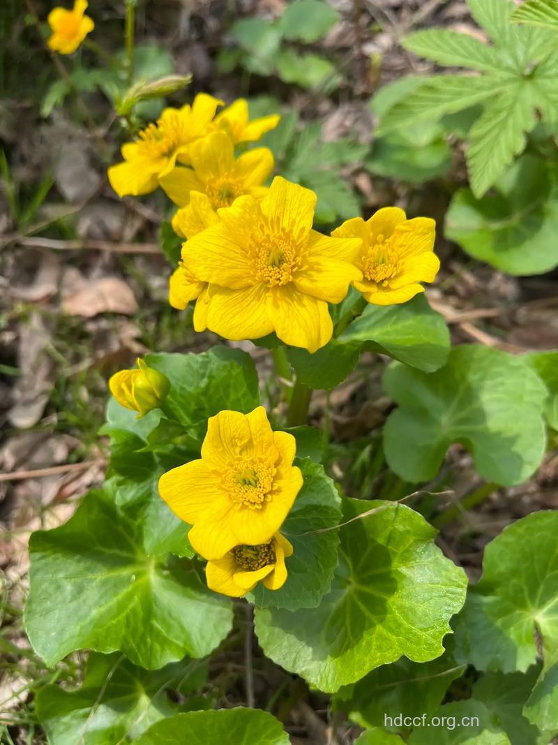 小驴蹄草的功效与作用