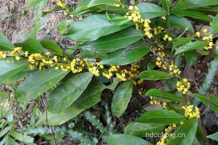 小盘木的功效与作用