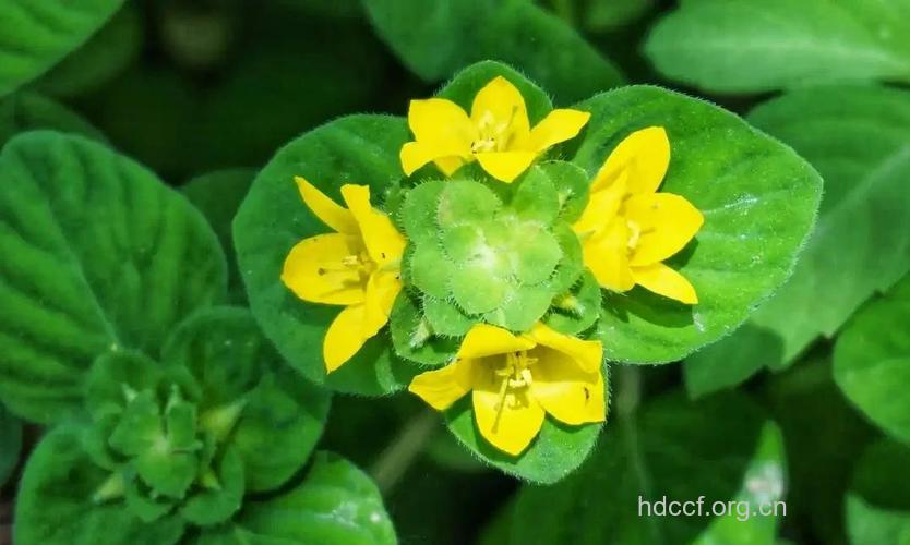 临时救的功效与作用