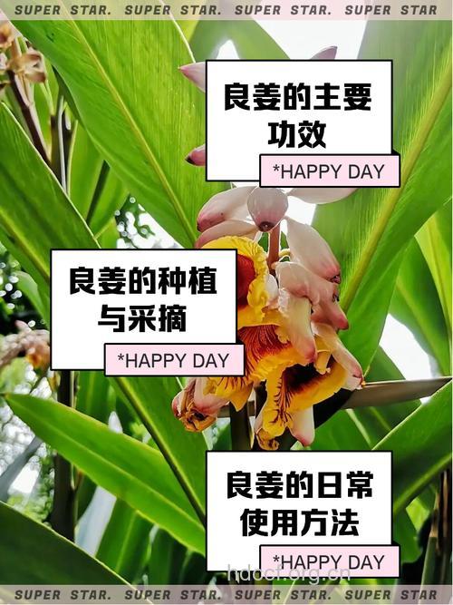 土良姜的功效与作用