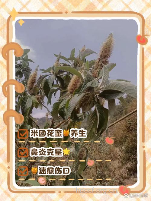 米团花的功效与作用