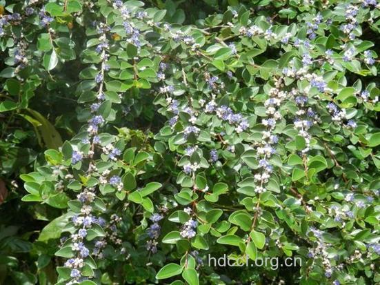 细叶谷木的功效与作用