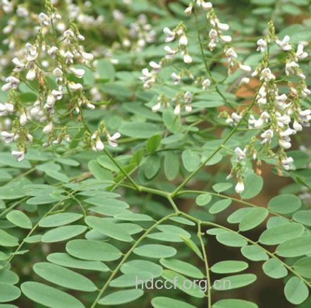 南岭黄檀的功效与作用