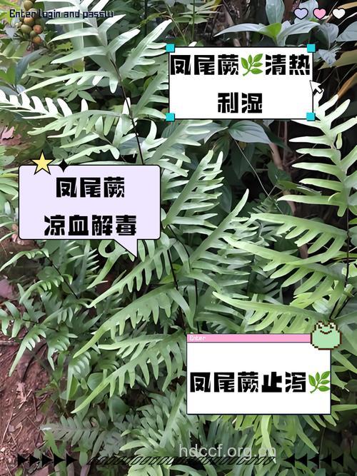 猪鬃凤尾蕨的功效与作用