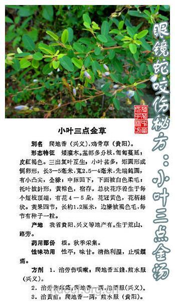 小叶三点金的功效与作用