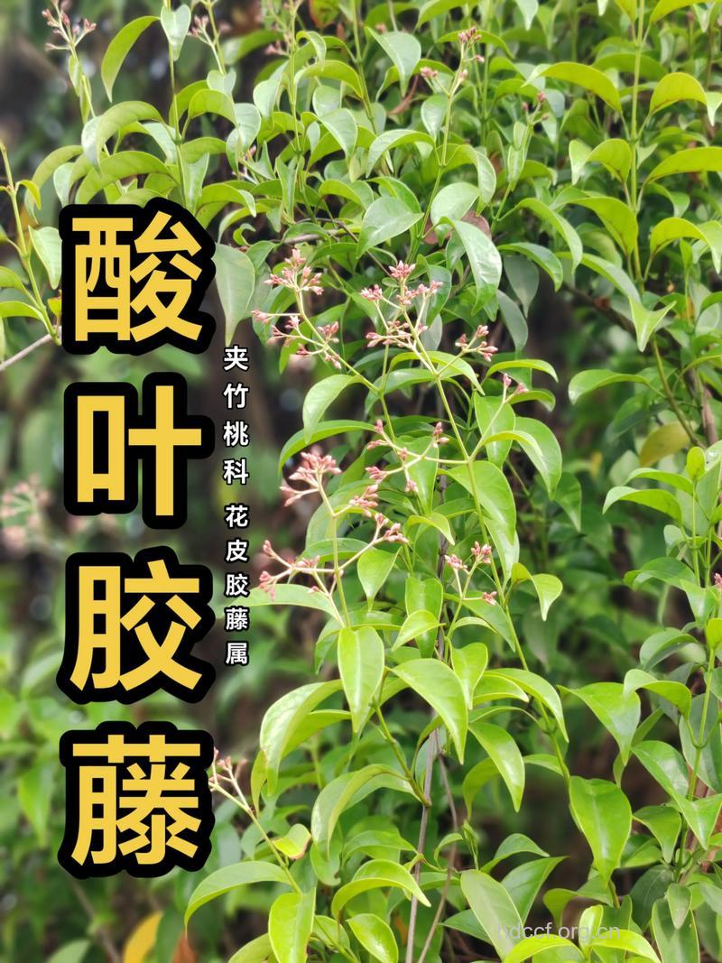 酸叶胶藤的功效与作用