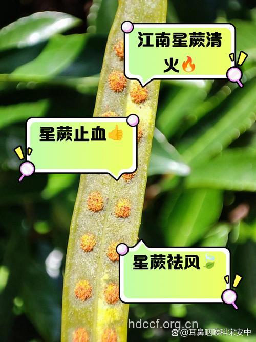 星蕨的功效与作用