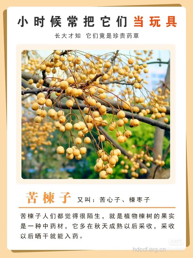 苦楝花的功效与作用