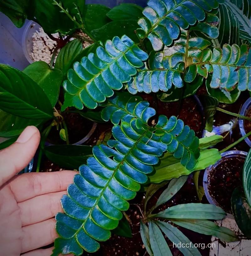 异叶鳞始蕨的功效与作用