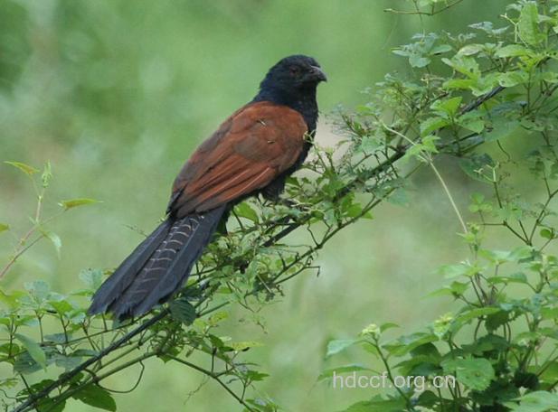 绿结鸡骨的功效与作用