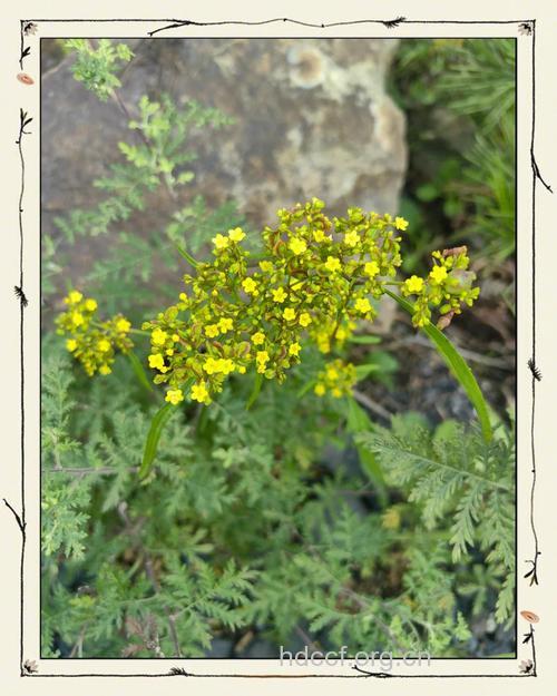 岩败酱的功效与作用