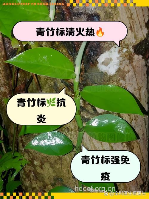 竹林标的功效与作用