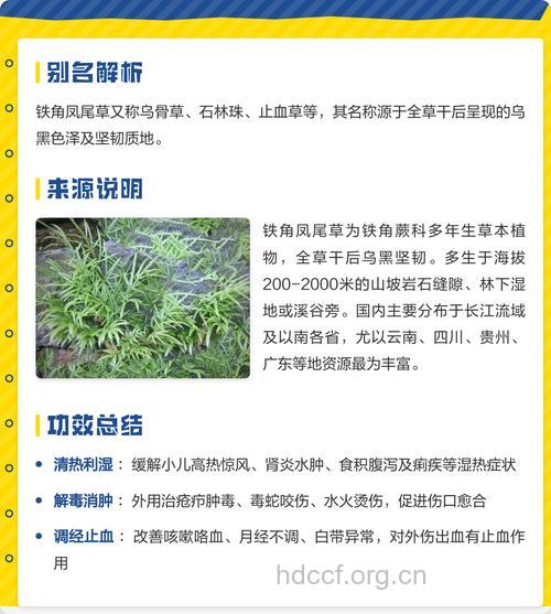 铁角凤尾草的功效与作用