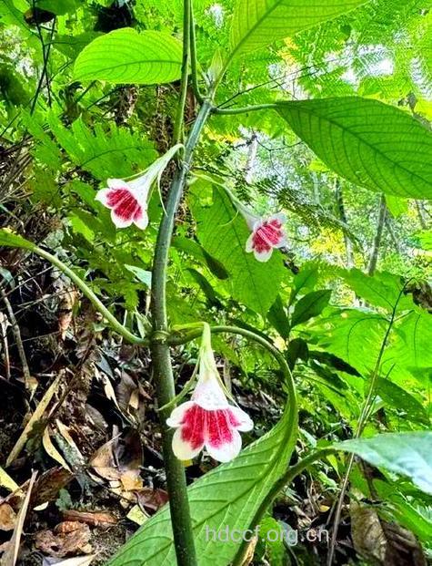 尖药花的功效与作用