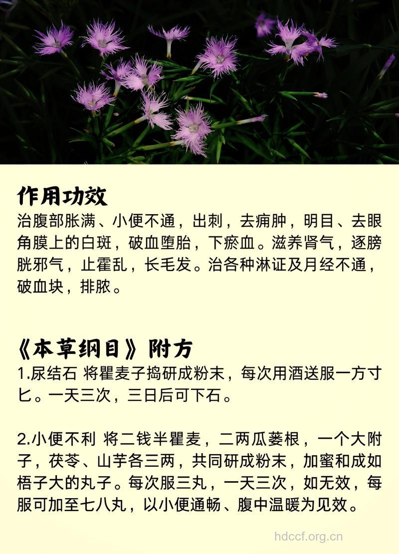 瞿麦的功效与作用