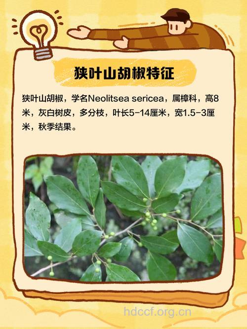 狭叶山胡椒的功效与作用