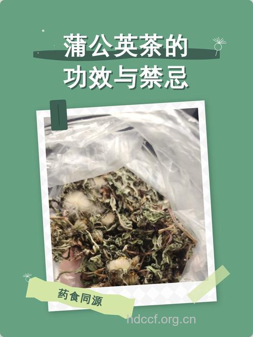 蒲公英茶有禁忌 3类人不宜喝