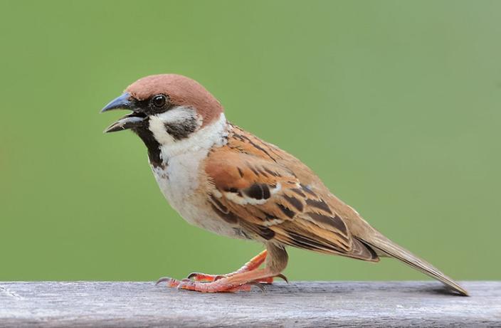 麻雀脑的功效与作用