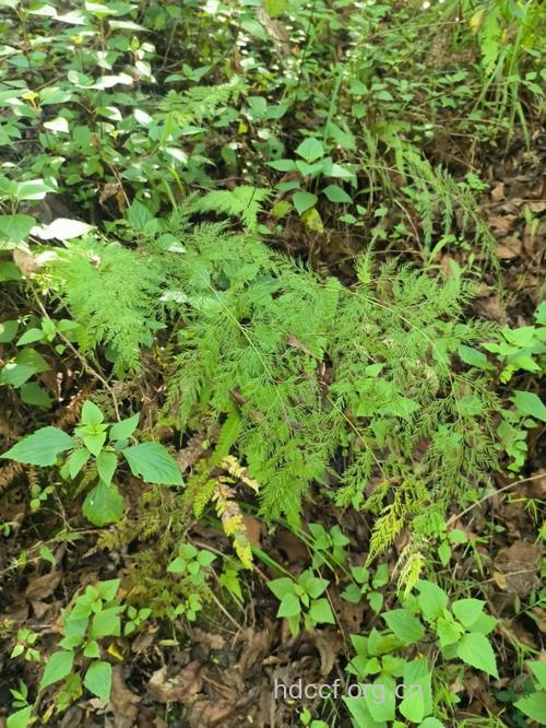 栗柄金粉蕨的功效与作用