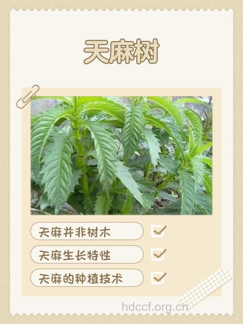 家麻树的功效与作用