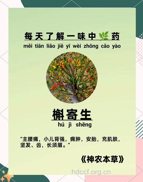 柃寄生的功效与作用