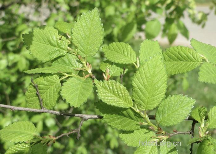 榆白皮的功效与作用