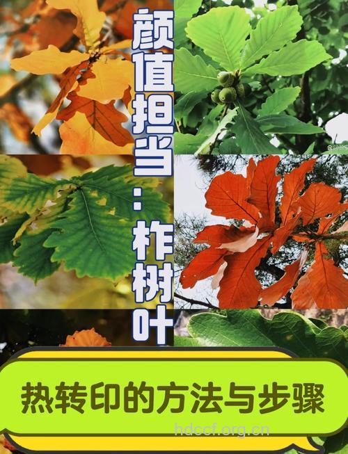 柞树叶的功效与作用