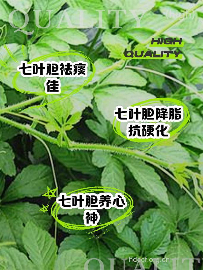 七叶胆的功效与作用
