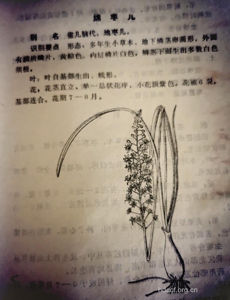绵枣儿的功效与作用