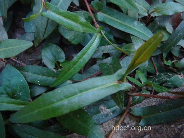 雀翘的功效与作用