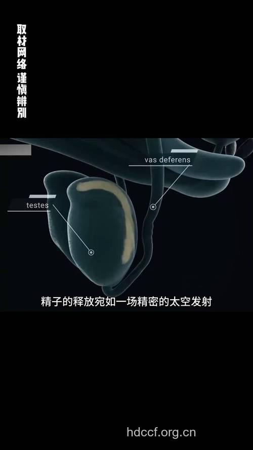 男人健康秘密：精液检查